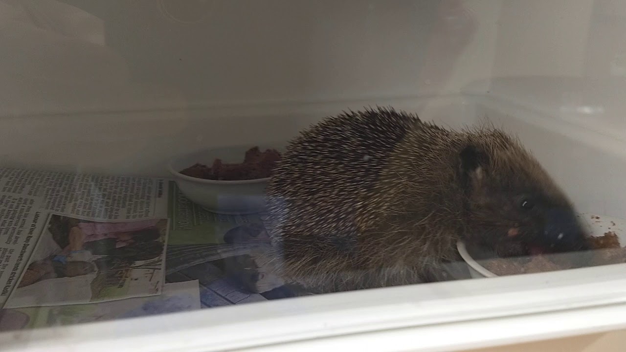 Suffolk Prickles Hedgehog Rescue YouTube