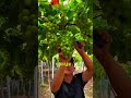 Как обычный виноград превращается в изюм 😯