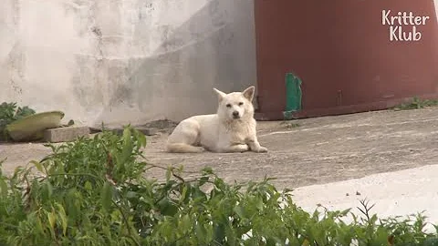 Grandma With Dementia Still Remembers Her Lost Dog (Part 1) | Kritter Klub