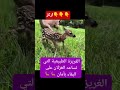 عندما تشعر الغزلان بالخوف فانها تغرز نفس هاذهي الطريقه 