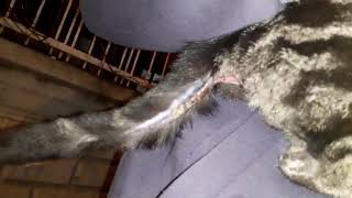 Yarali Hayvanlar Evdeki Zottirikler Sokak Hayvanlari İçi̇n Yaptigim Ücretsi̇z Kulubeler Ve Dogum Günüm