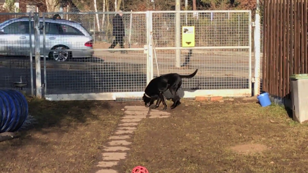 Tierheim Stuttgart Hund Chapi YouTube