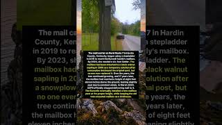 This Mailbox Grew for 17 Years