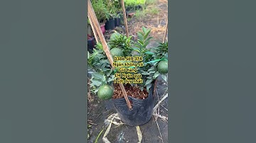 Cây Cam Nhật lùn siêu trái | 0386569374 - Ngọc Ngân Bến Tre | Chuyên cây độc lạ