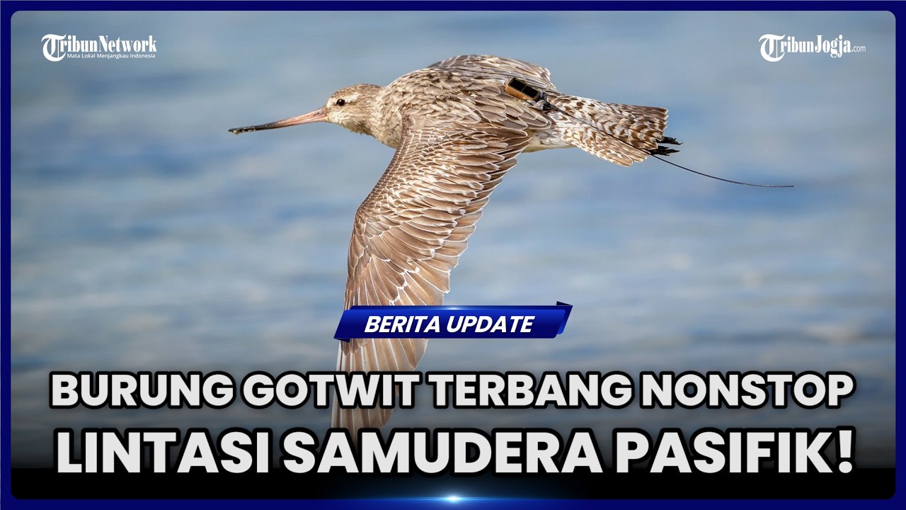 KEAJAIBAN ALAM, BURUNG GODWIT TERBANG 13.500 KILOMETER 11 HARI NONSTOP!