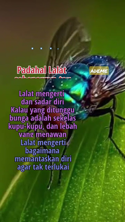 lalat sebenarnya tau bunga lebih harum drpd sampah tapi... #quotes #shorts #fyp