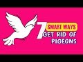 7 smart ways to get rid of pigeons