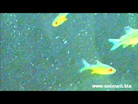 Rasbora Vaterifloris Flame Rasbora shows color Doovi
