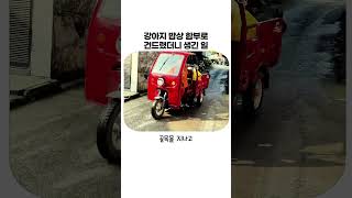 강아지 밥상 함부로 건드렸더니 생긴 일