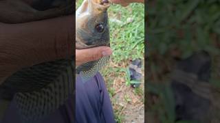 mantap josjis, ikan nilanya sz lumyan🎣 #mancing #fishing #mamcingliar