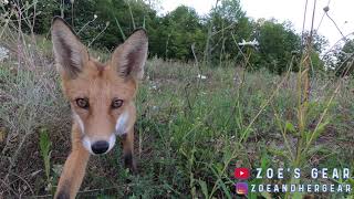 Wild fox steals my gopro. Detective footage!