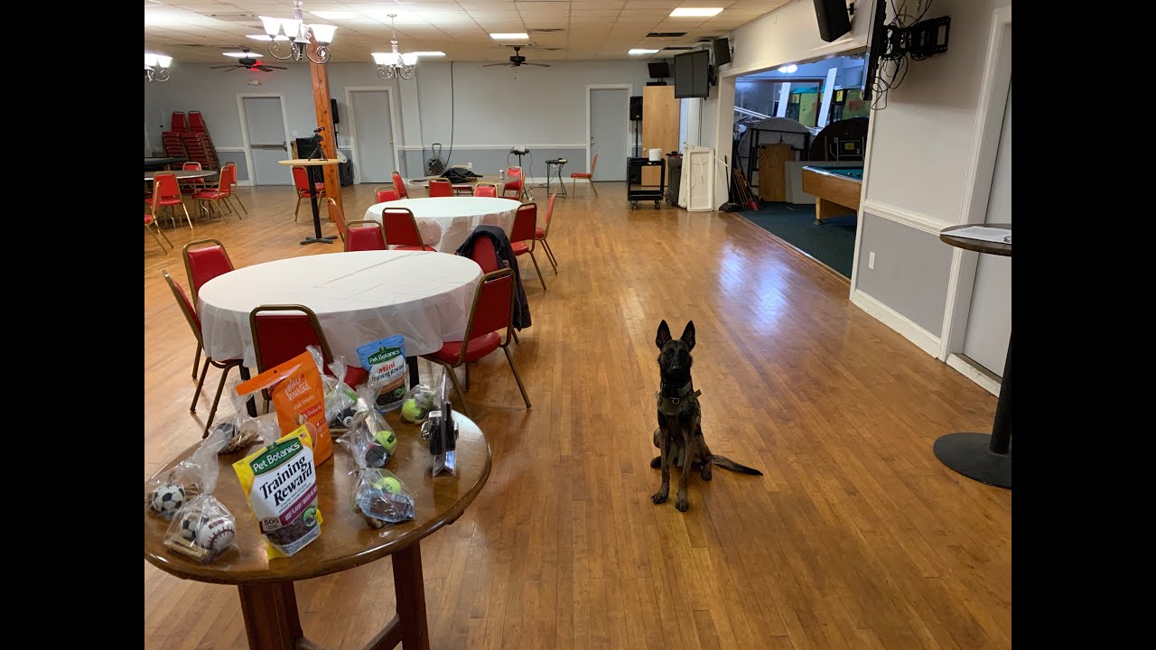 Dog Training Seminar! How to Train Shelter Dogs! YouTube