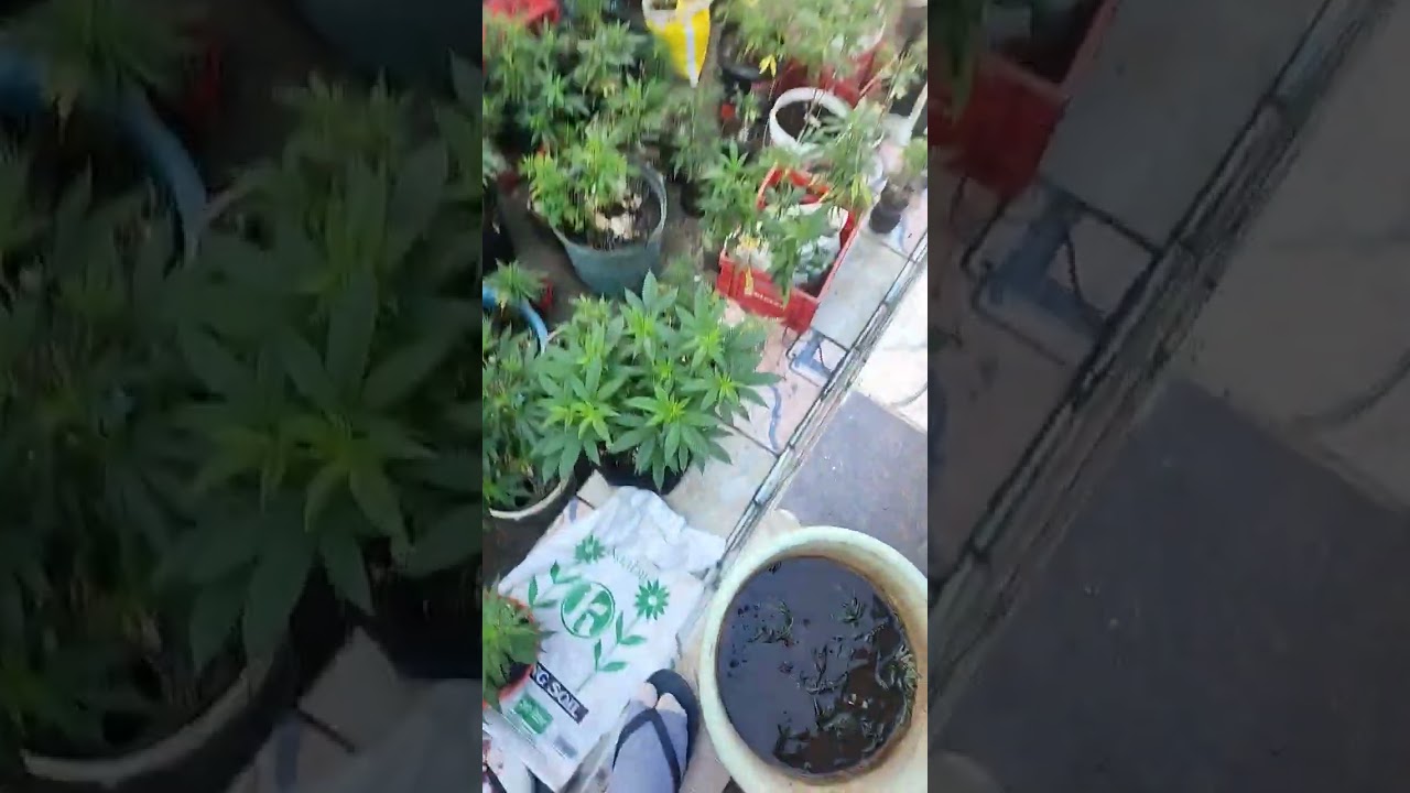 foliage feeding when the sun isn't up yet for great results/growth 