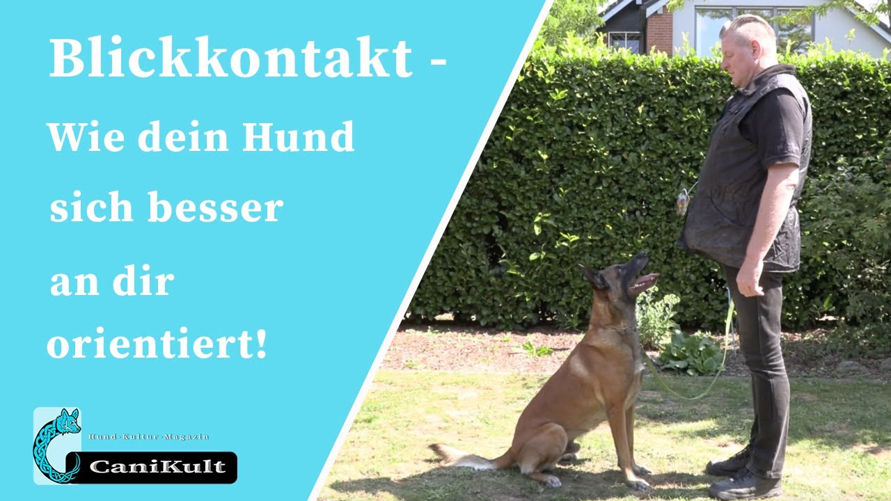 Hund Orientiert Sich Nicht An Mir www.youtube.com