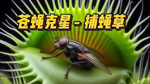 苍蝇克星 - 捕蝇草是怎么吃东西的？#捕蝇草 #微观世界 #动物 #动物世界