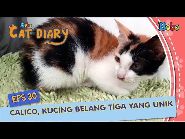 Kucing kampung dijual murah