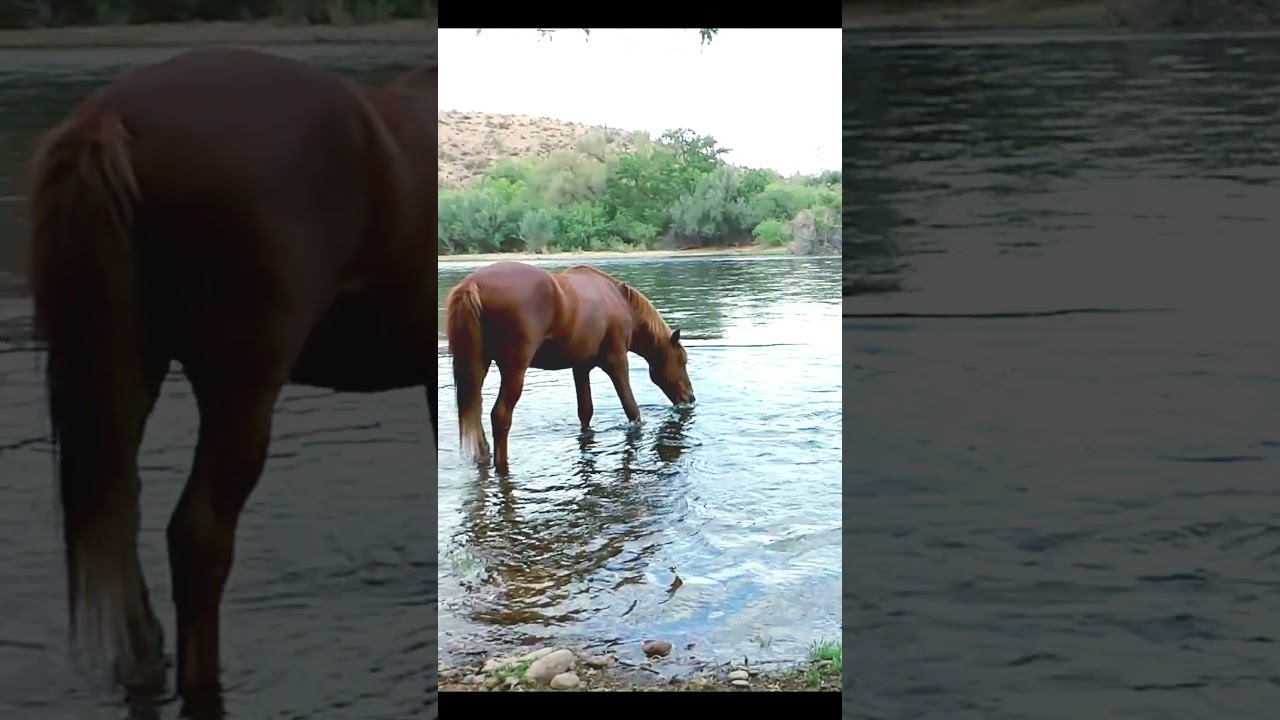 Arizona Salt River Wild Horse 