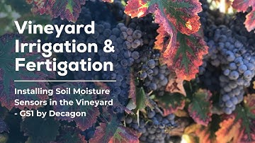Installing Soil Moisture Sensors in the Vineyard - GS1 by Decagon