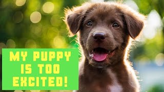 My Puppy is too Excited | Dealing with an Over Excited Puppy