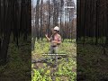 Devastated by wildfire, northern Minnesota’s forests are already recovering