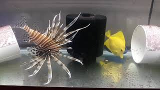 Volitan Lionfish Weekly Feeding Routine