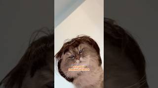 🤓Котолюби — НАЙКРАЩІ партнери? #short #shortvideo