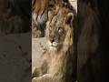 HANDSOME LION IS FRIENDS A TIGER