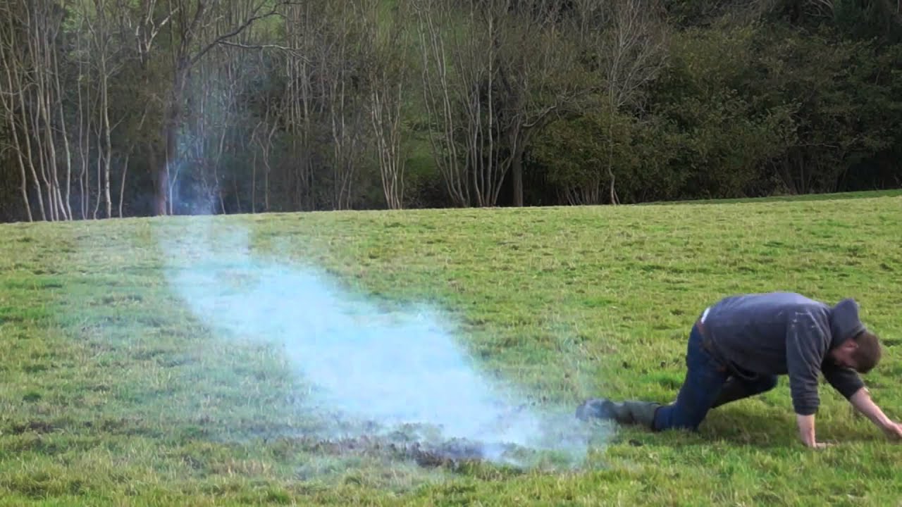 Cow Poop Explosion YouTube