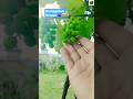 Fresh Green Grapes Growing on Vine 🍇 || Amazing vine #shorts