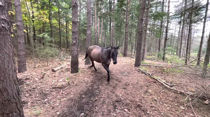 Horse kicks tree, farts on dogs then runs away. - DayDayNews