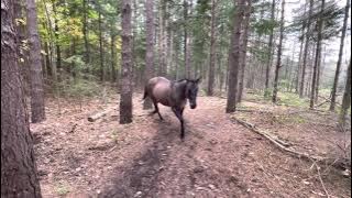 Horse kicks tree, farts on dogs then runs away.