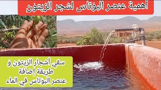 أشجار الزيتون: أهمية عنصر البوتاس للحصول على مردود جيد و زيتون حجم كبير #المغرب #الزيتون