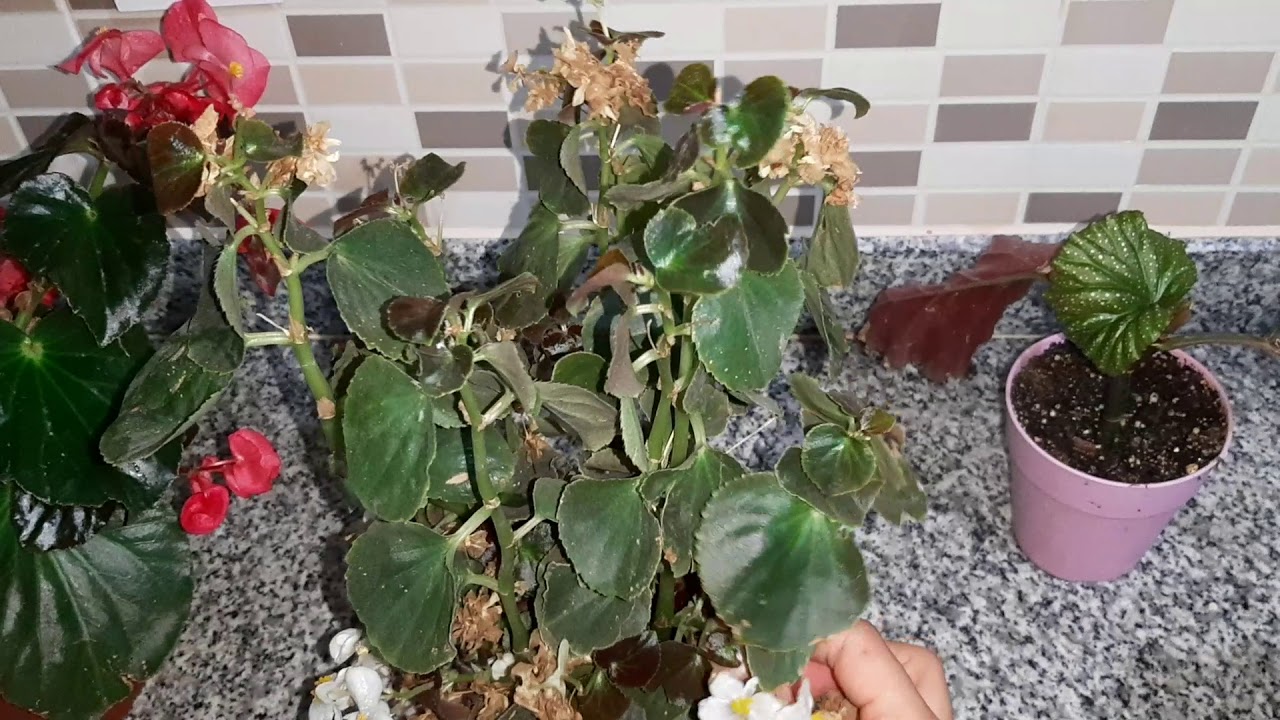 Begonya bakımı. Begonya nasıl çoğaltılır. Begonya tohumu nasıl olur.