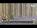 Новини світу: ліс неподалік Бельгійського міста Галле встелило блакитним килимом