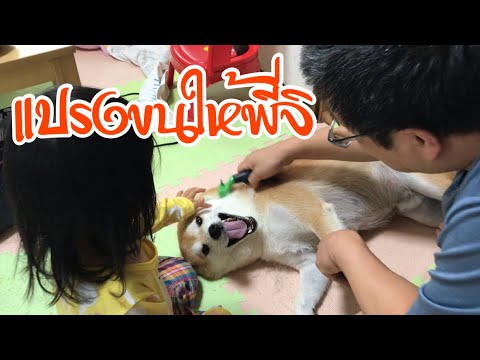 แปรงขนให้พี่ติ หมาชิบะช่วงเปลี่ยนขน ขนเยอะมาก14 สิงหาคม 2561
