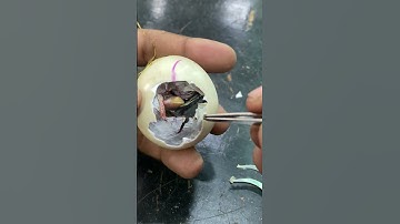 Helping baby duck in hatching #hatching #mianinventions