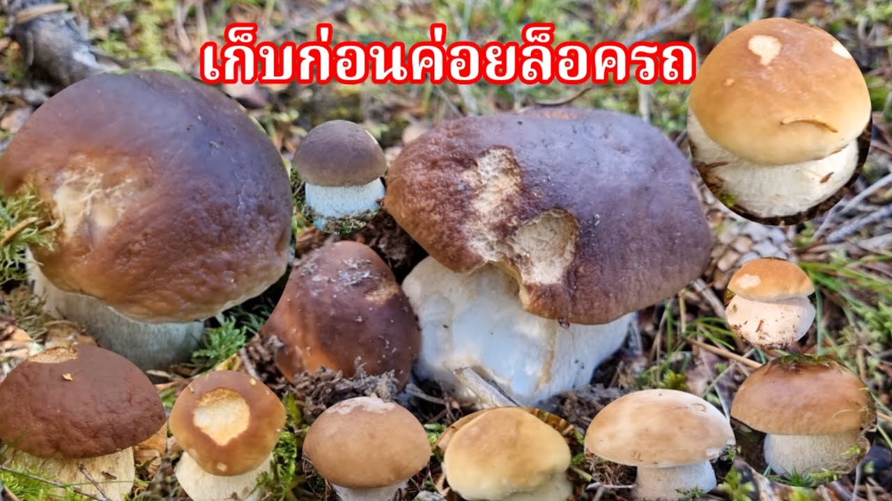 เก็บตกเห็ดผึ้งหวานเดินเข้าอีกป่าเห็นรีบๆงกจริง