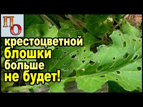 Video: Fighting Cruciferous Fleas In The Garden