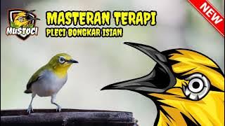 Masteran Terapi Pleci Bongkar Isian ‐ Mustoci