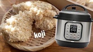 HOW TO MAKE RICE KOJI IN A PRESSURE COOKER (fool-proof step-by-step recipe)