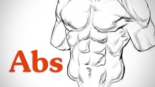How to Draw Abs - Anatomy
