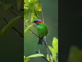 natural 4k river view ❣️ #nature #egzonibrahimi #river #relaxing #birds #islamicvideo