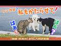 【復習編 その5】帰ってきた「俺、猫。」覚えていますか?「~たい!」爆笑アテレコ