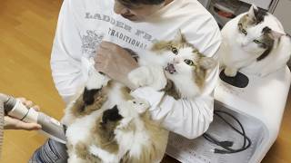 緊急措置！粗相をした長毛種の猫のお尻を丸出しにせよ！