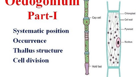 Oedogonium Part I  Classification occurrence, Thallus, Cell division #algae