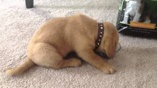 Yellow Lab Puppy Getting His Nom Noms On by Shaylee S 213 views 10 years ago 21 seconds