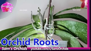 Growing habits of orchid roots-The impacts of the gravity