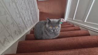 Mochi Blue British Shorthair Loves Talking