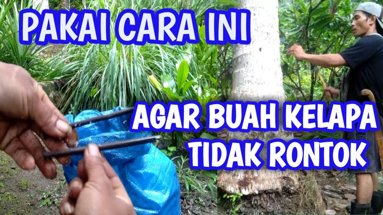 CARA TRADISIONAL MENGATASI BUAH KELAPA RONTOK SEBELUM MATANG