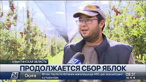 Когда нужно собирать урожай яблок